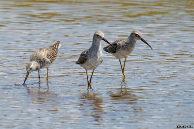 PLAYERO ZANCUDO (Calidris himantopus) - Arroyo Colorado - CANELONES (Octubre 2023)